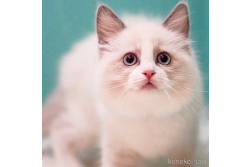 成約済の東京都のラグドール-104076の5枚目
